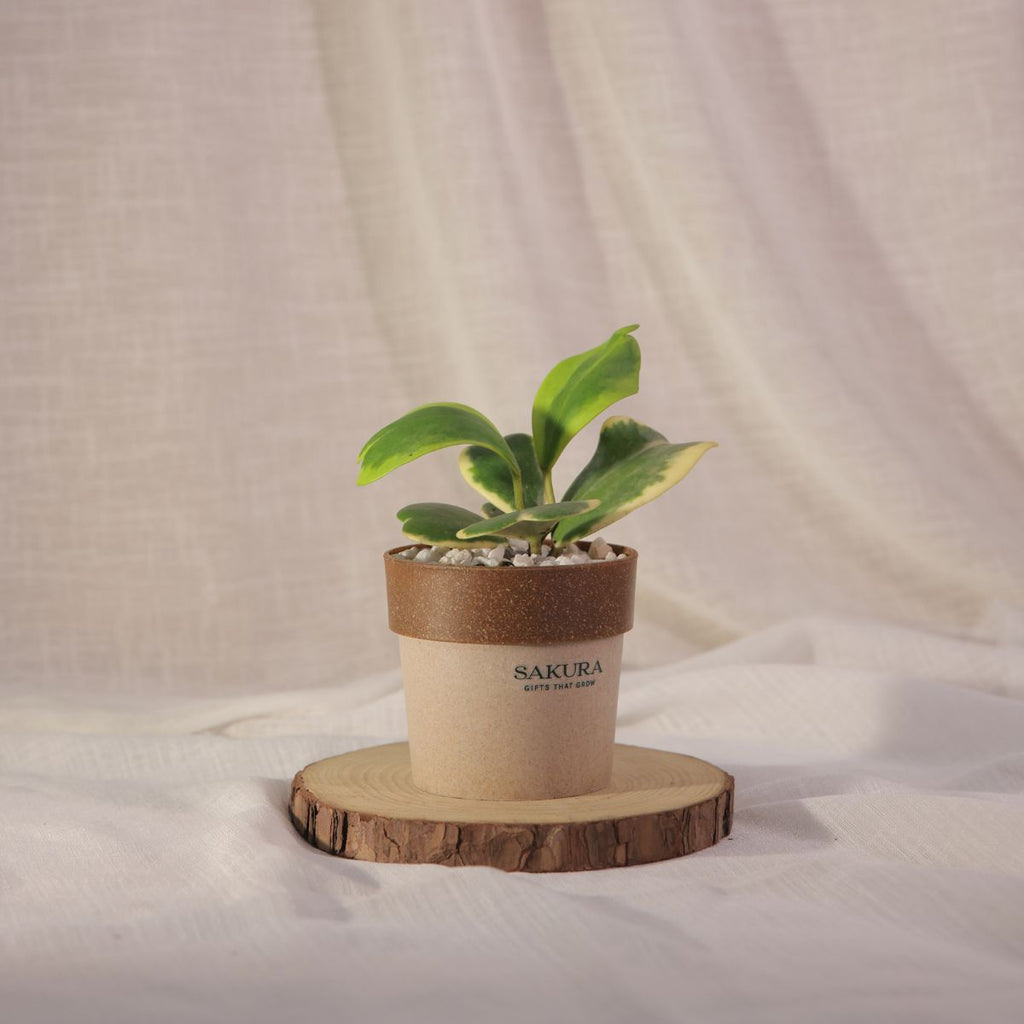 Heart Leaf Hoya