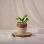 Heart Leaf Hoya