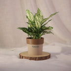 Aglaonema Spotted