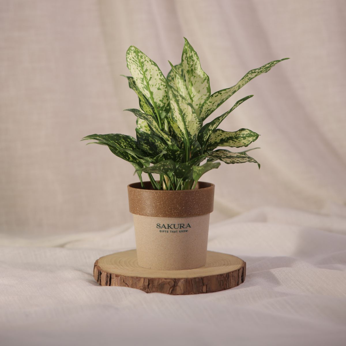 Aglaonema Spotted