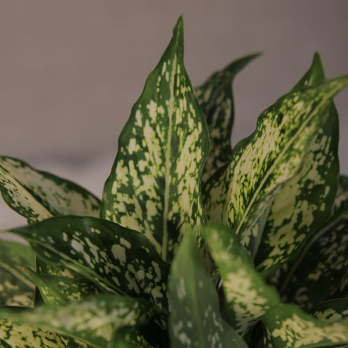 Aglaonema Spotted