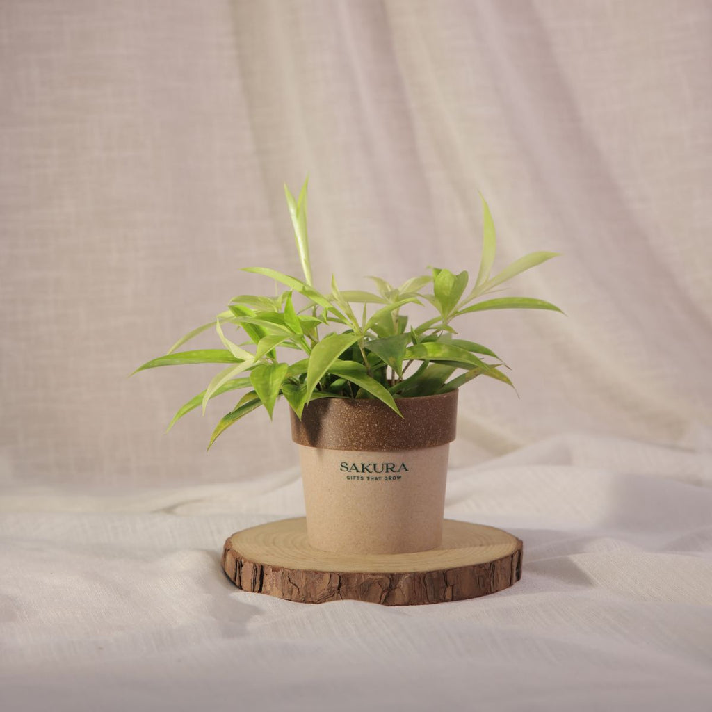 Dracaena