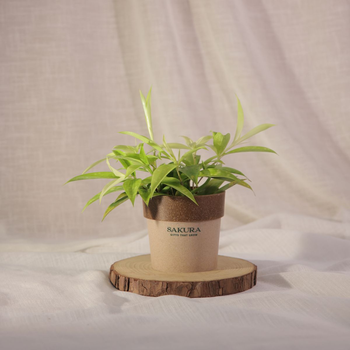 Dracaena