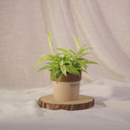 Dracaena