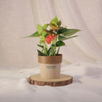 Anthurium