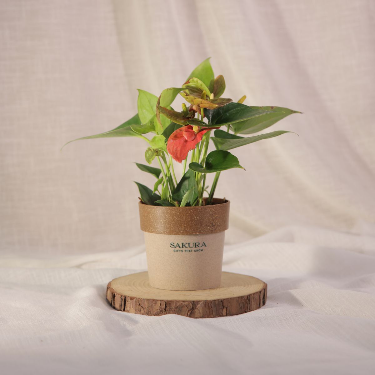 Anthurium