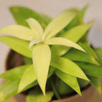 Dracaena