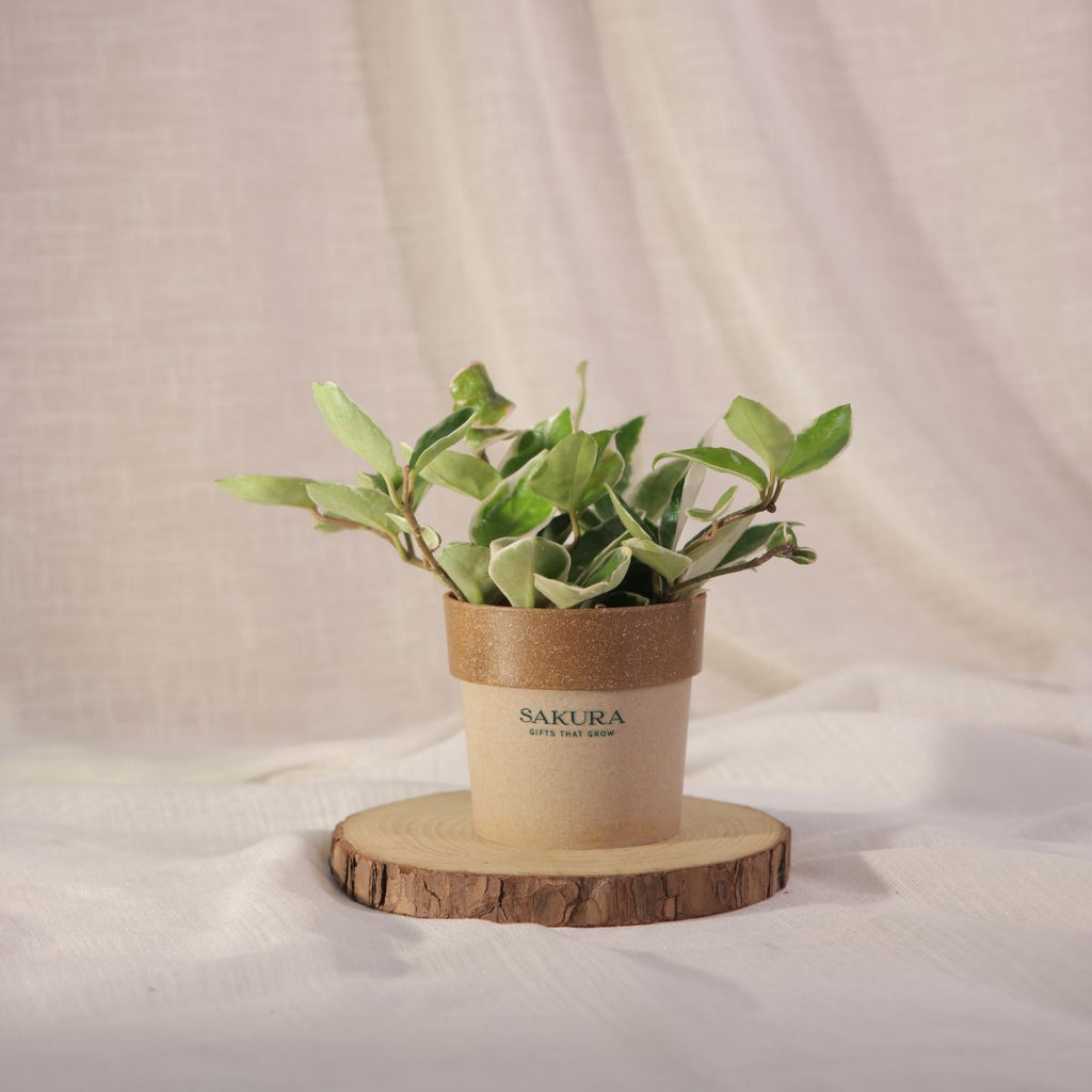 Hoya Carnosa