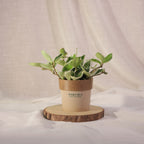 Hoya Carnosa