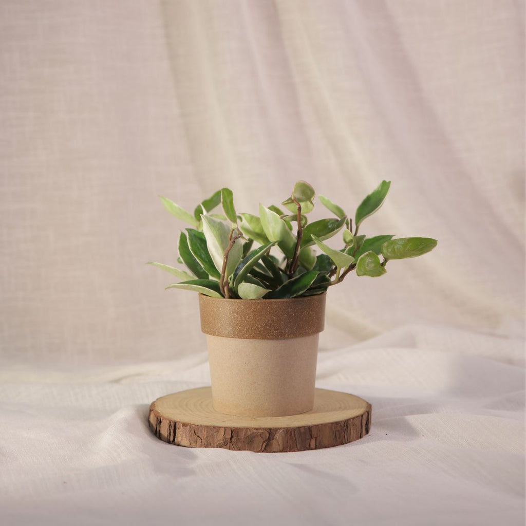 Hoya Carnosa