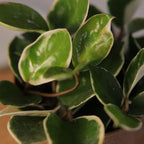 Hoya Carnosa