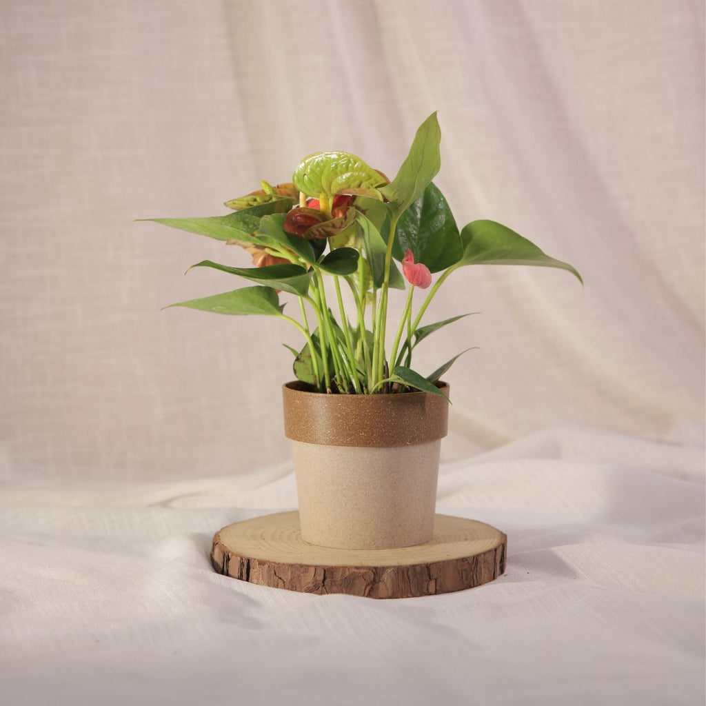 Anthurium
