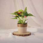 Anthurium