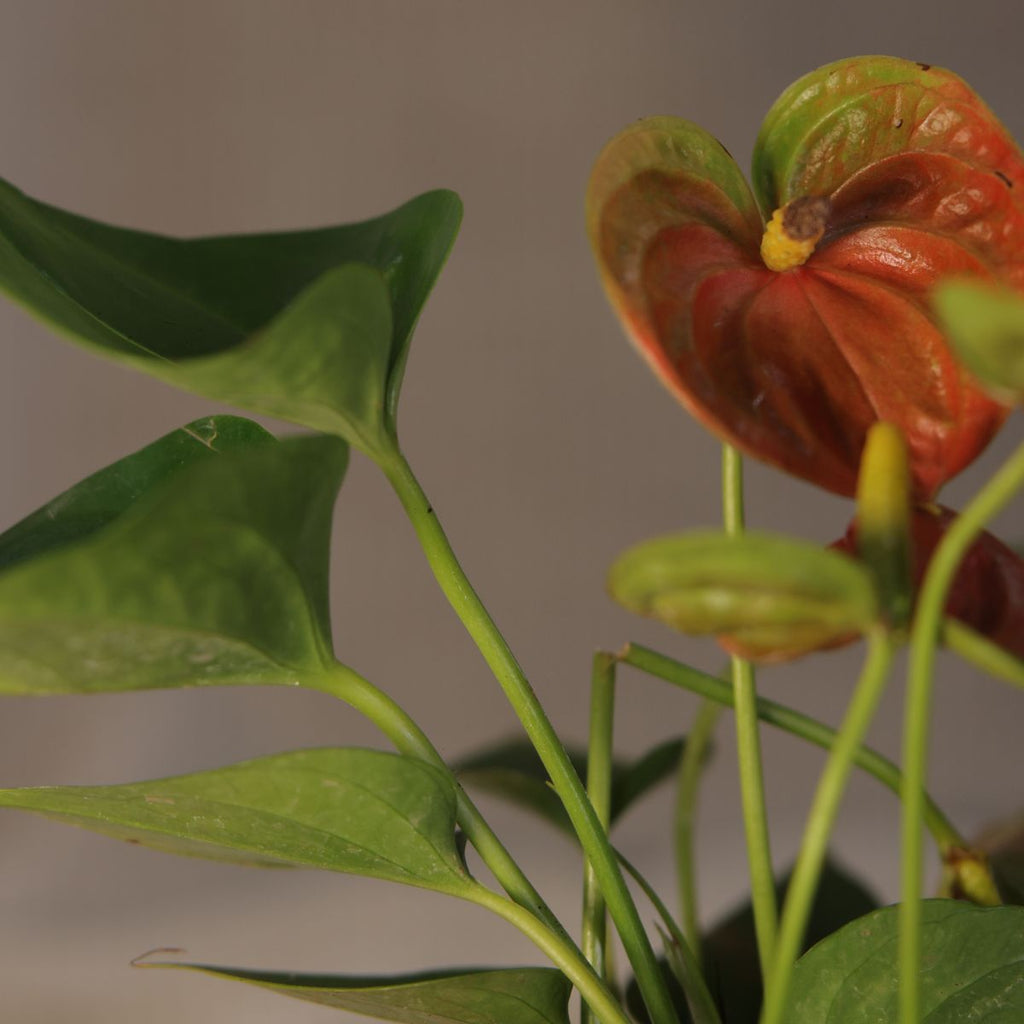 Anthurium