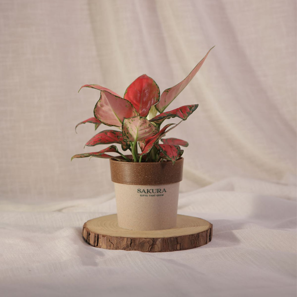 Aglaonema Red