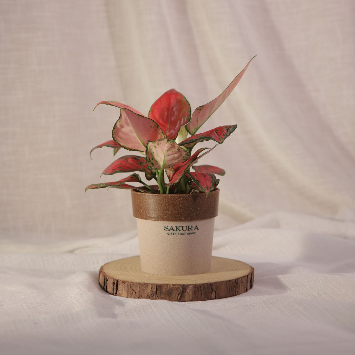 Aglaonema Red