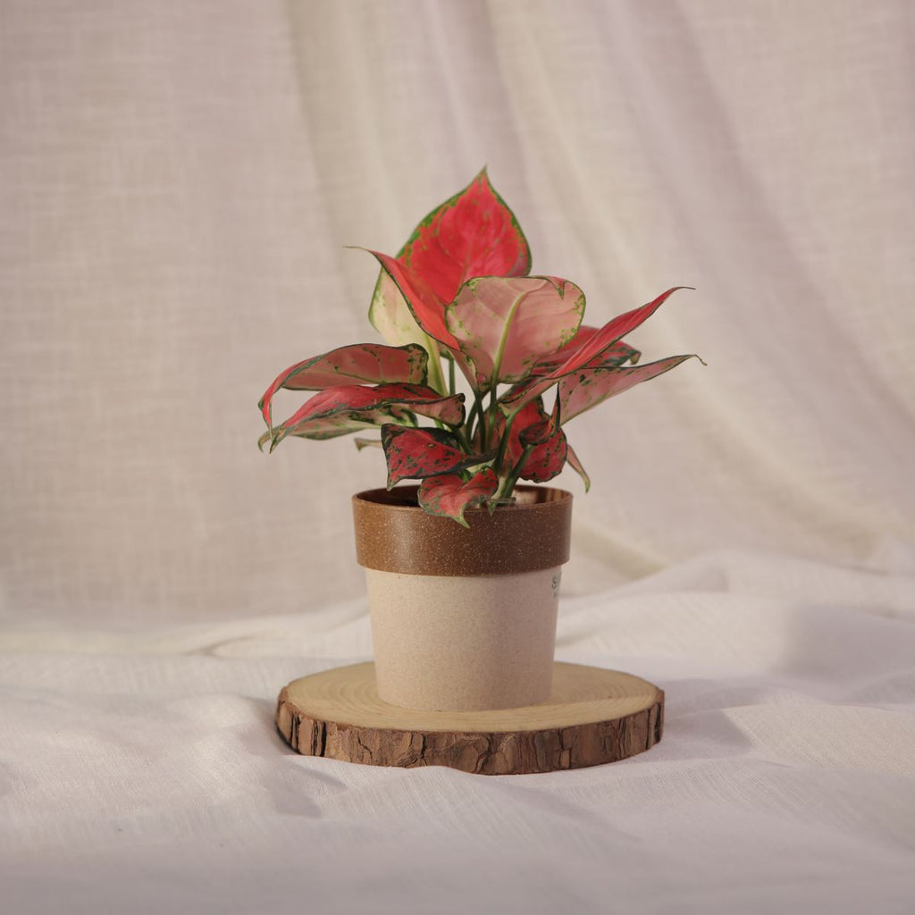 Aglaonema Red