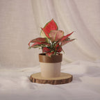 Aglaonema Red