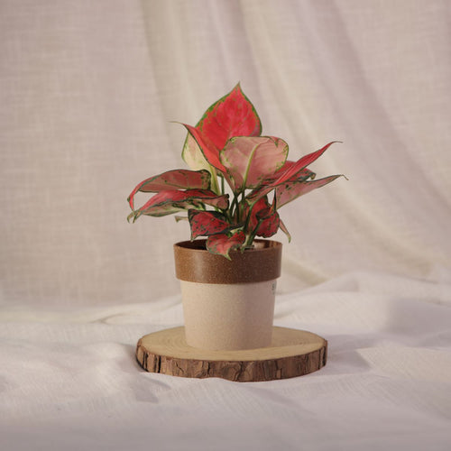 Aglaonema Red