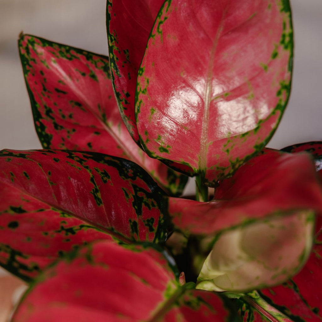 Aglaonema Red