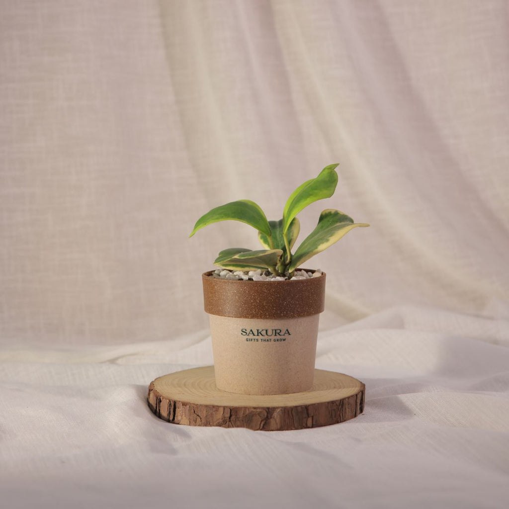 Heart Leaf Hoya