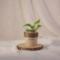 Heart Leaf Hoya