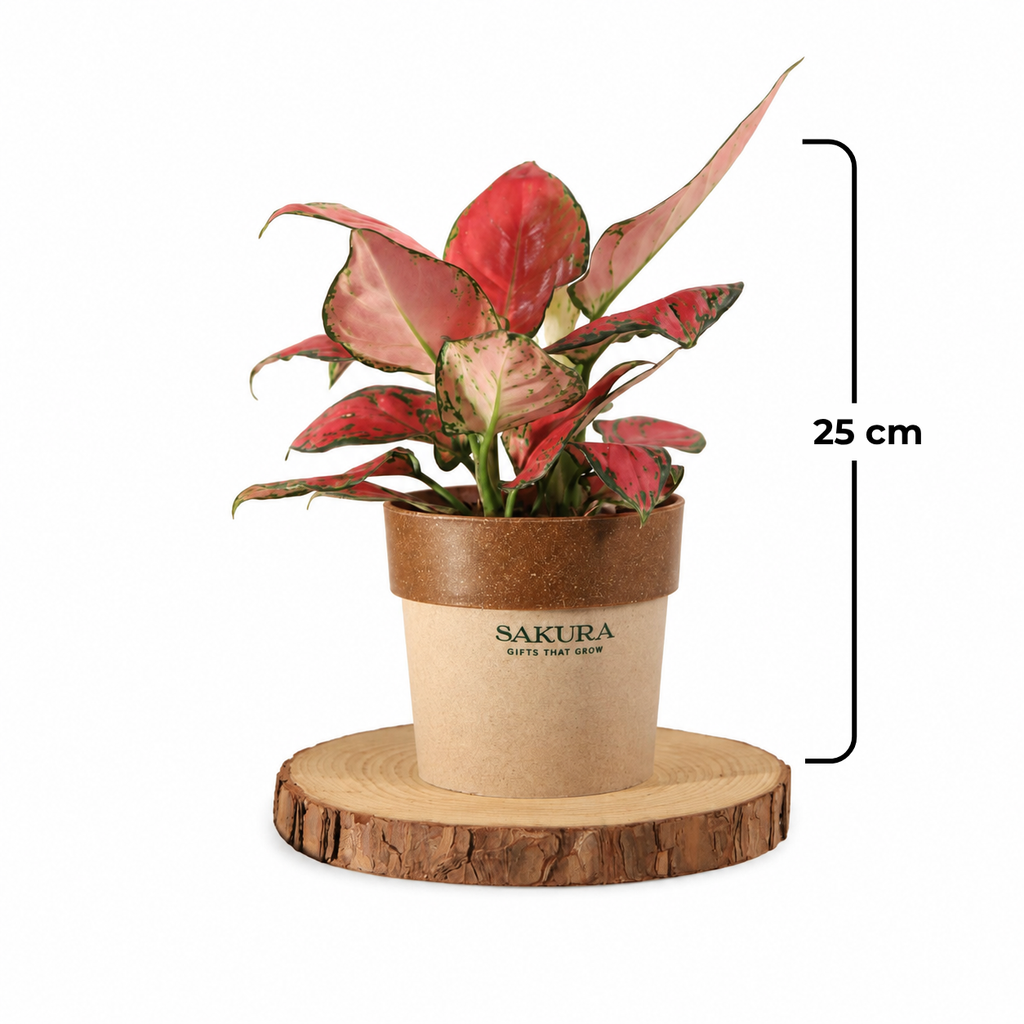 Aglaonema Red