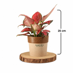 Aglaonema Red