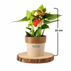 Anthurium