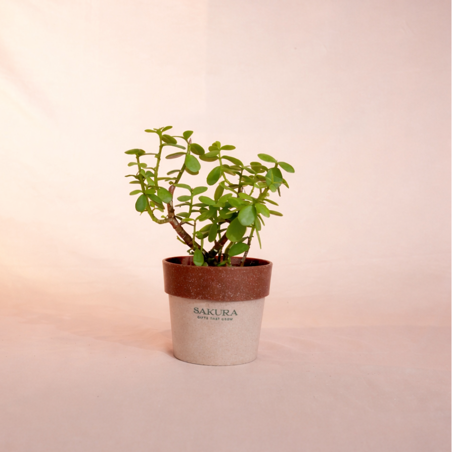 Potted plant with a Sakura label on a gradient background