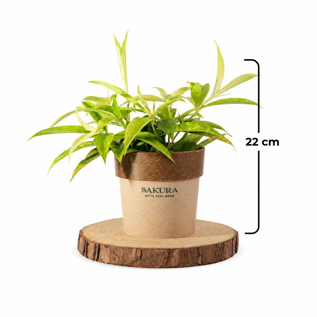 Dracaena