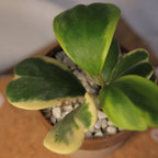 Heart Leaf Hoya