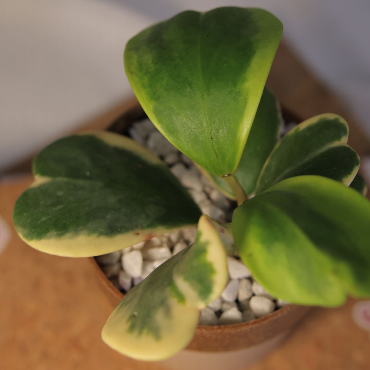 Heart Leaf Hoya