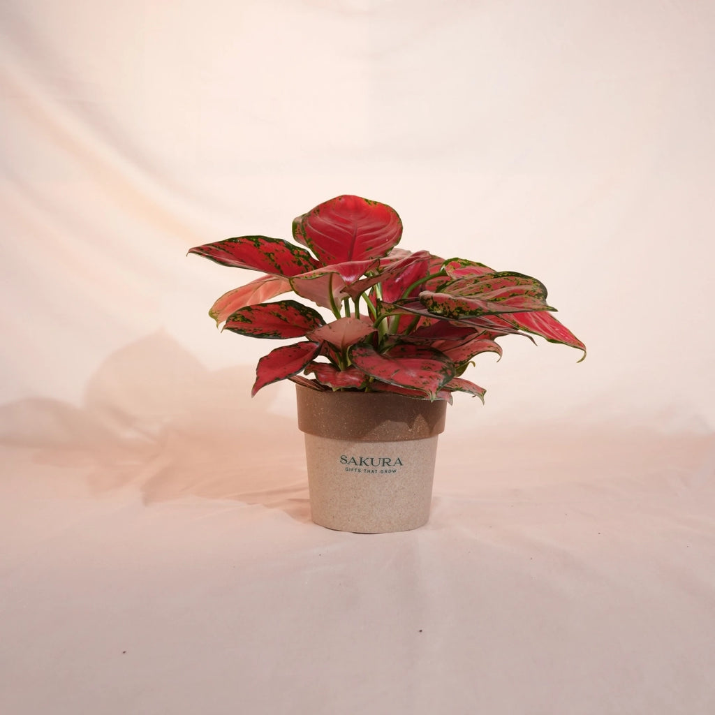 Potted plant with red and green leaves on a soft pink background