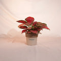 Potted plant with red and green leaves on a soft pink background