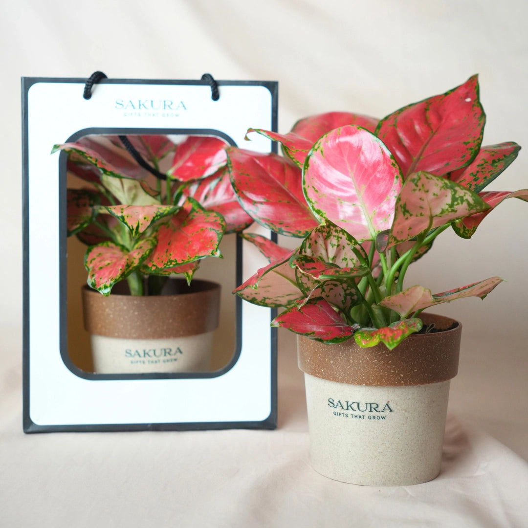 Potted plant with a Sakura label next to its packaging on a white background
