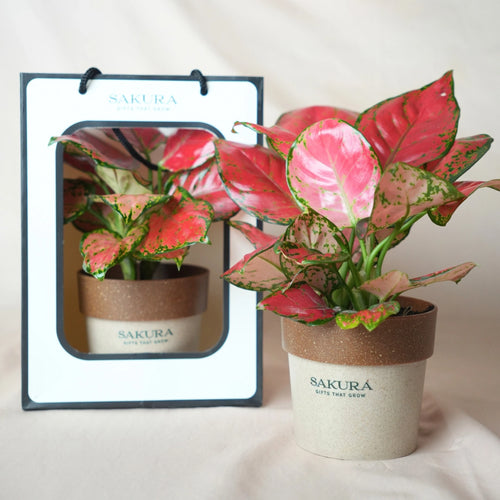 Potted plant with a Sakura label next to its packaging on a white background