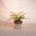 Potted plant with white and green leaves on a light background