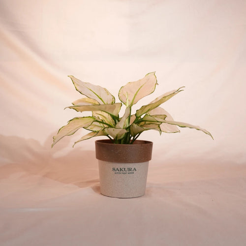 Potted plant with white and green leaves on a light background