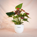 Potted plant with red and green leaves in a white pot on a soft pink background