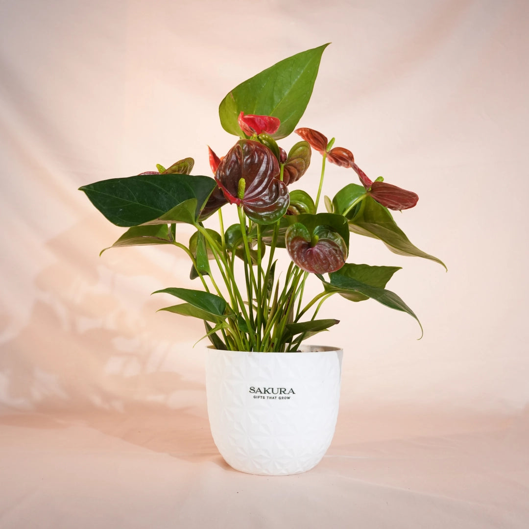 Potted plant with red and green leaves in a white pot on a soft pink background