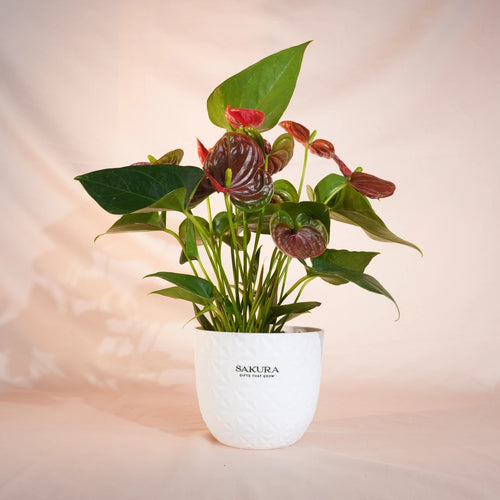 Potted plant with red and green leaves in a white pot on a soft pink background