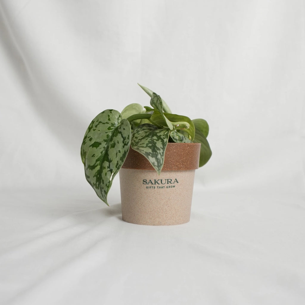 Potted plant in a brown paper cup with 'Sakura' branding on a light background
