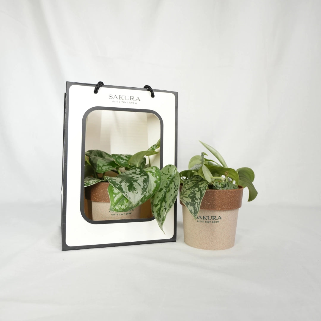 Two potted plants with Sakura branding on a white background