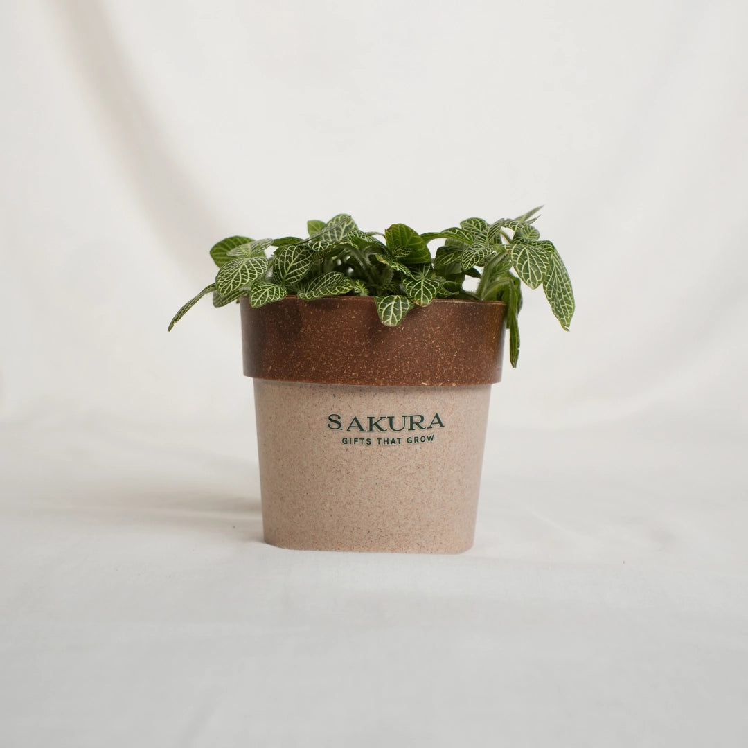 Potted plant in a brown pot with 'Sakura' branding on a light background