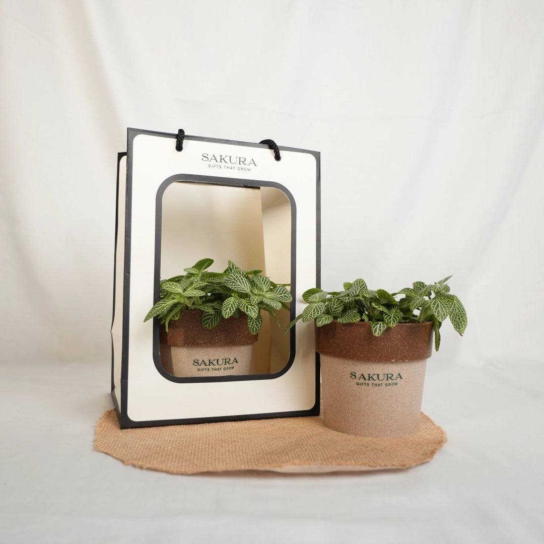 Two potted plants with Sakura branding on a white background
