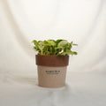 Potted plant with a brown pot labeled 'Sakura' on a white background