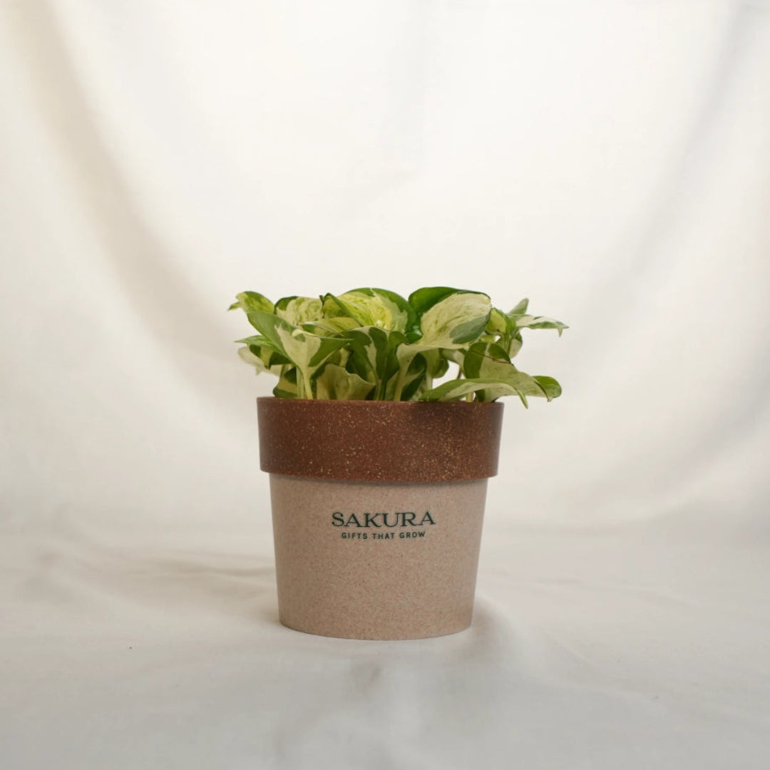 Potted plant with a brown pot labeled 'Sakura' on a white background
