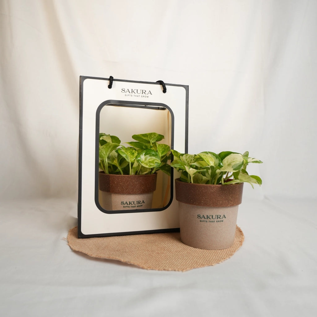 Two potted plants with Sakura branding on a neutral background