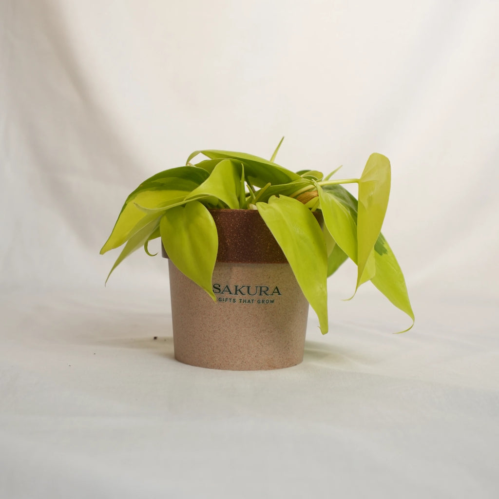 Potted plant with a Sakura label on a light background